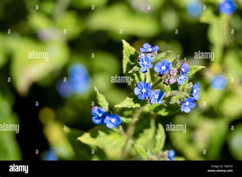 Chinese Forget Me Not Cynoglossum Amabile Stock Photo Alamy