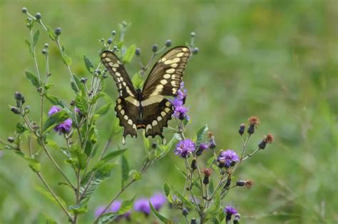 Papilio cresphontes - Facts, Diet, Habitat & Pictures on Animalia.bio