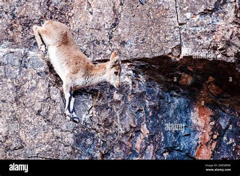 Baby mountain goat climbing the cliffs Stock Photo - Alamy