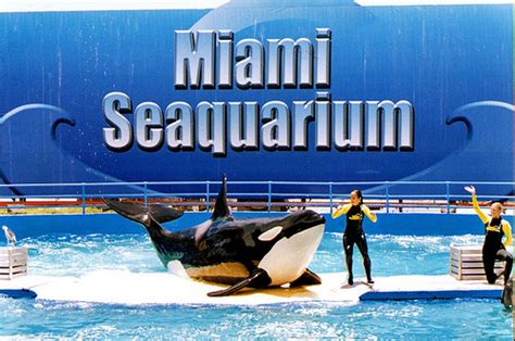 Miami Seaquarium O maior aquário da Flórida 2025 Dicas da Flórida