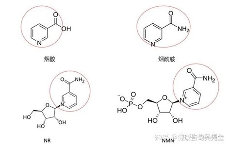 Nadhnmnnad是什么来的？可以抗衰老？ 知乎