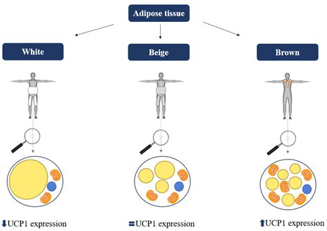 Ijms Free Full Text Brown Adipose Tissue A New Potential Target