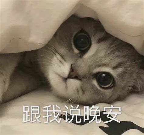 小猫咪 跟我说晚安表情包图片动图 求表情网 斗图从此不求人