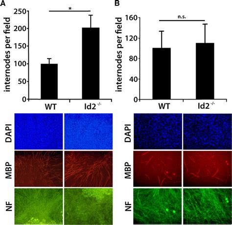 Id Negatively Regulates Myelination In A Schwann Cell Autonomous Way