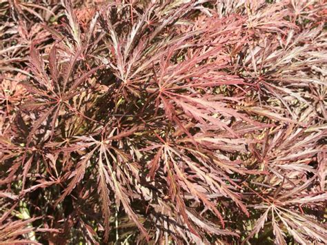 Red Select Dissectum Japanese Maple Raraflora