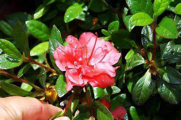 How To Grow And Care For Encore Azaleas | Plantly