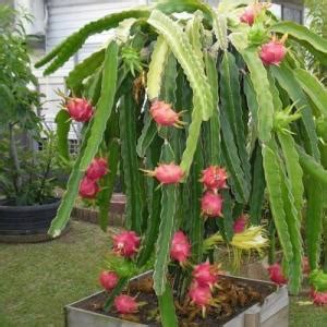 Buy dragon fruit cactus online at best prices - Setgreen | Hyderabad