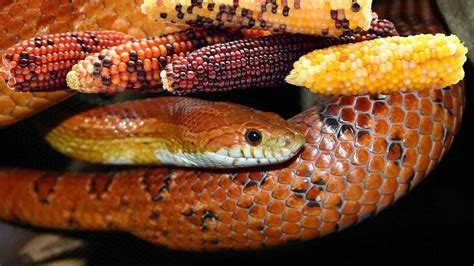 Pet Corn Snake Species Information Facts And Pictures Amado Pets