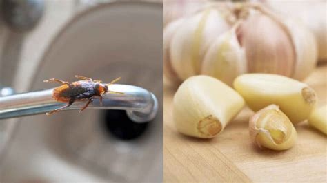 Cómo Eliminar Las Cucarachas Pequeñas De La Cocina