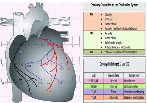 12 Lead Ecg System Medizzy