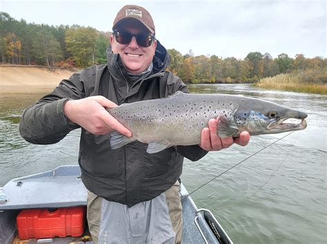 Atlantic Salmon Steelhead And Brown Trout Streamside Au Sable River