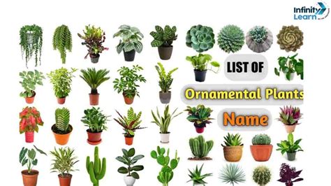 List of Beautiful Ornamental Plants With Names | Infinity Learn