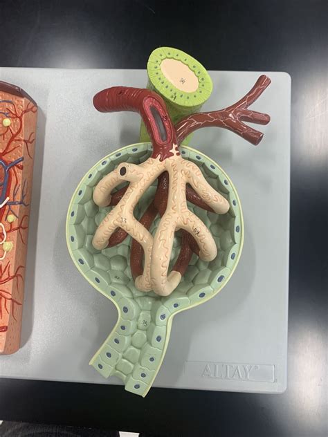 Renal Corpuscle Anatomy II Lab Model Diagram Quizlet