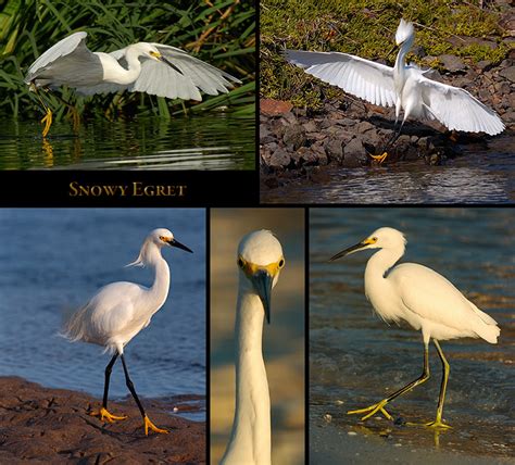 Great Egret Vs Snowy Egret