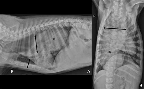 Characteristics And Long Term Outcomes Of Dogs With Gastroesophageal