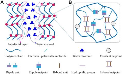 A Schematic Of The Pan Based Hydrogel Network Structure B A