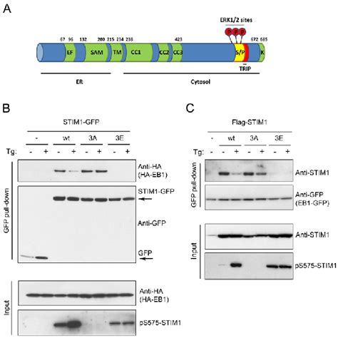 Stim Phosphorylation At Ser Ser And Ser Regulates The