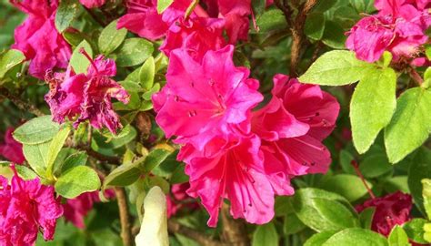 List of Dwarf Azaleas | Dwarf azaleas, Azaleas landscaping, Azalea shrub