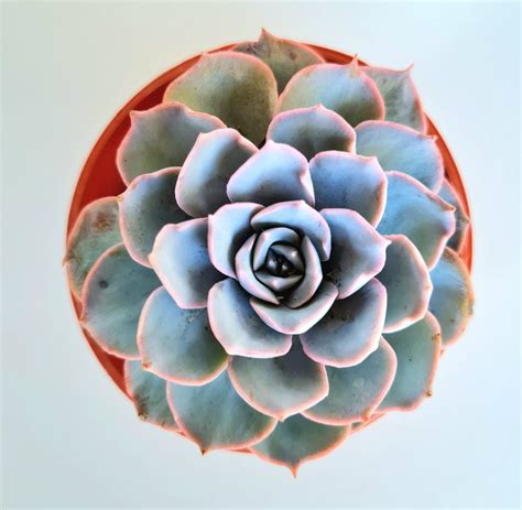 Suculenta Echeveria Subsessilis Blue Verde Amor Jardinagem