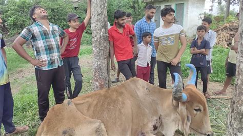 Shreyansh Gawnde Mannu Bhaiya Ke Bel Ki Tabiyat Kharab Ho Gayi Or Akash