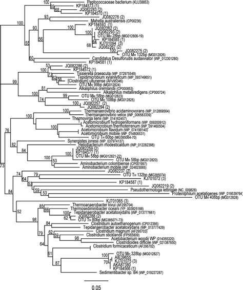 Phylogenetic Placement Of Deduced FTHFS Amino Acid Sequences Of The