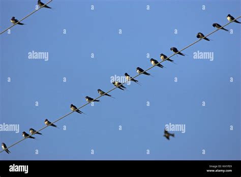 Barn swallow Hirundo rustica on migration Corsica France Stock Photo ...