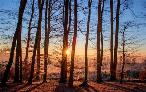 Fondos De Pantalla Amaneceres Y Atardeceres Bosques Oto O Sol Rboles