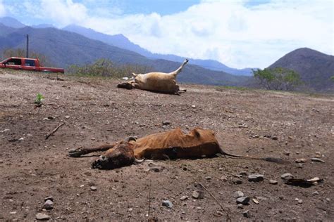 Sequías Dejan Más De Mil Vacas Muertas En Olanchito Fotos