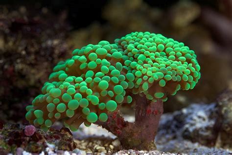 Branching Hammer Coral Euphyllia Paraancora