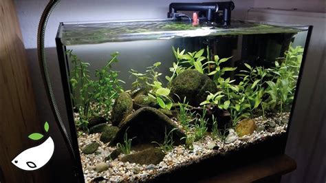 Planting My Nano Aquarium Amazon River Biotope Setup Youtube