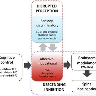 Brain mechanisms of opioid analgesia. Pain perception is generated by ...