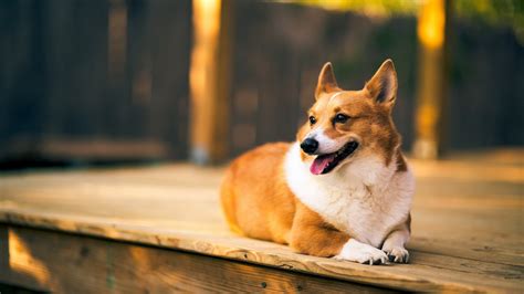 Corgi Hd Hd Wallpaper Rare Gallery