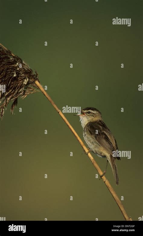 Sedge Warbler Acrocephalus Schoenobaenus Adult Male Singing Marshside