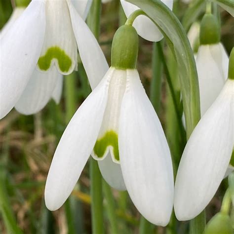 Galanthus Nivalis Snowdrop Species Common Snowdrop Uploaded By