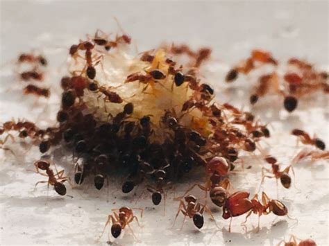 How To Get Rid Of Ants: 9 Effective Ways That Really Work