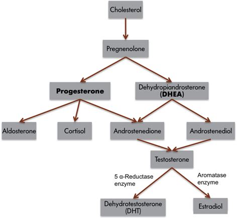 1 5 Hormones And Behavior Social Sci Libretexts