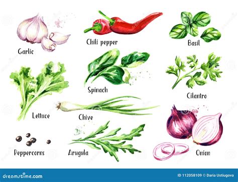 Fresh Salad Herbs And Spices Set Watercolor Hand Drawn Illustration