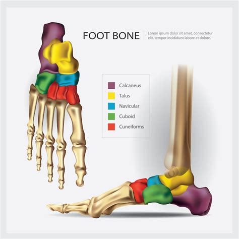 Premium Vector Human Anatomy Foot Bone Illustration