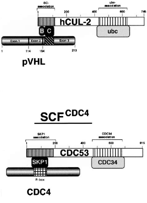 Figure From Studying Interactions Of Four Proteins In The Yeast Two