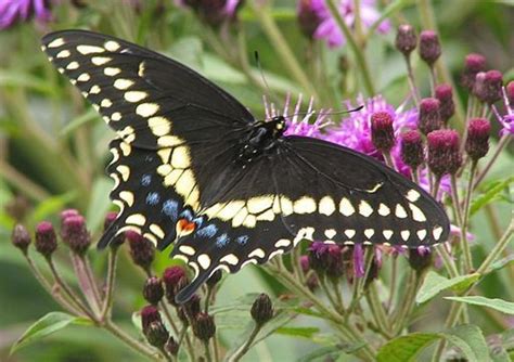 Caterpillar Identification Guide: 40 Species With Photos and ...