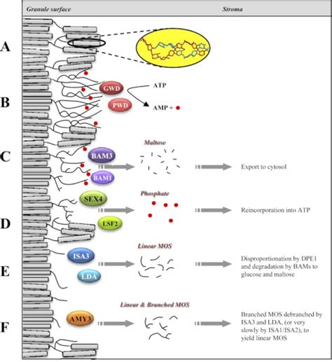 Model For The Enzymatic Steps In Starch Degradation In Arabidopsis Leaf