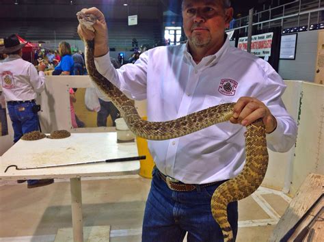 2014 Rattlesnake Roundup in Sweetwater Texas. Snake about to be milked ...