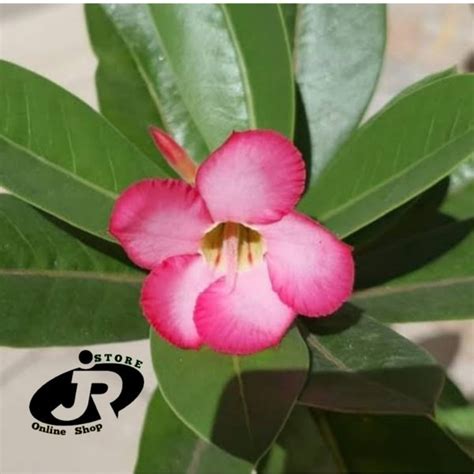 Jual Bibit Adenium Bunga Pink Tanaman Hias Kamboja Jepang Bibit Adenium