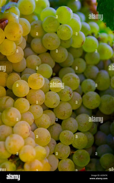 Chardonnay Wine Grapes Ripen On The Vine In The Sacramento Valley Of