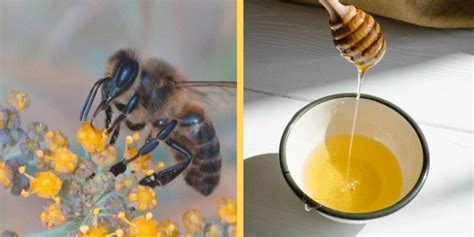 Nectar Vs Honey What S The Difference Carolina Honeybees