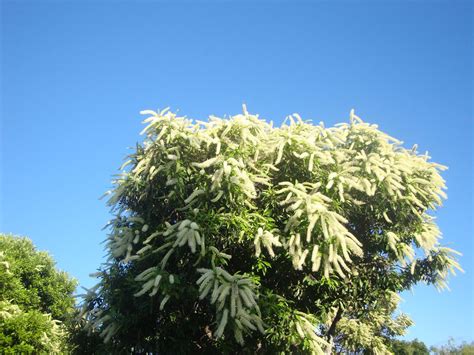 Street Trees of Brisbane: Ivory Curl Flower