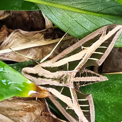 Banded Sphinx Eumorpha Fasciatus Sulzer 1776 Butterflies And Moths