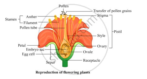 Sketch The Labeled Diagram Flower With Its Sexual Reproductive Organs Science And Technology