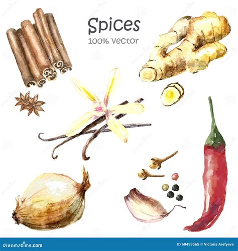 Watercolor Collection Spices Stock Vector Illustration Of Object