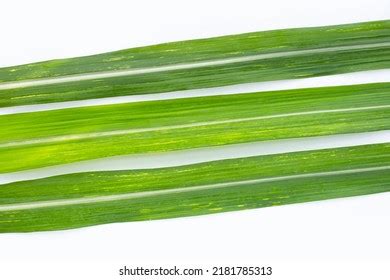 Sugar Cane Leaves On White Background Stock Photo 2275010743 Shutterstock